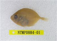 藏品(刺尾鯛)的圖片